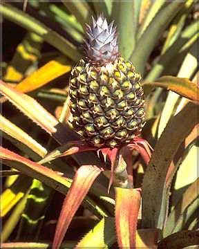 pineapple.jpg